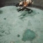Diduga Buka Arena Sabung Ayam di Tamalanrea, Warga Resah Aktivitas Malam Hari, Pemilik Lokasi Tanggapi